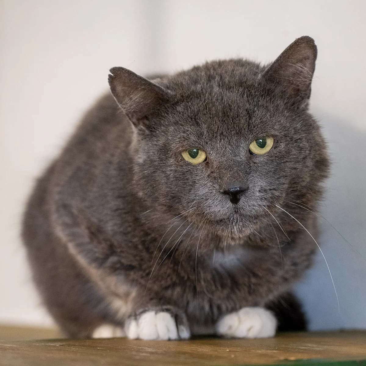 Maak kennis met Boeffie, Blauw-wit male 4yo European Shorthair for adoption at DOA Dierenasiel Amsterdam, Amsterdam