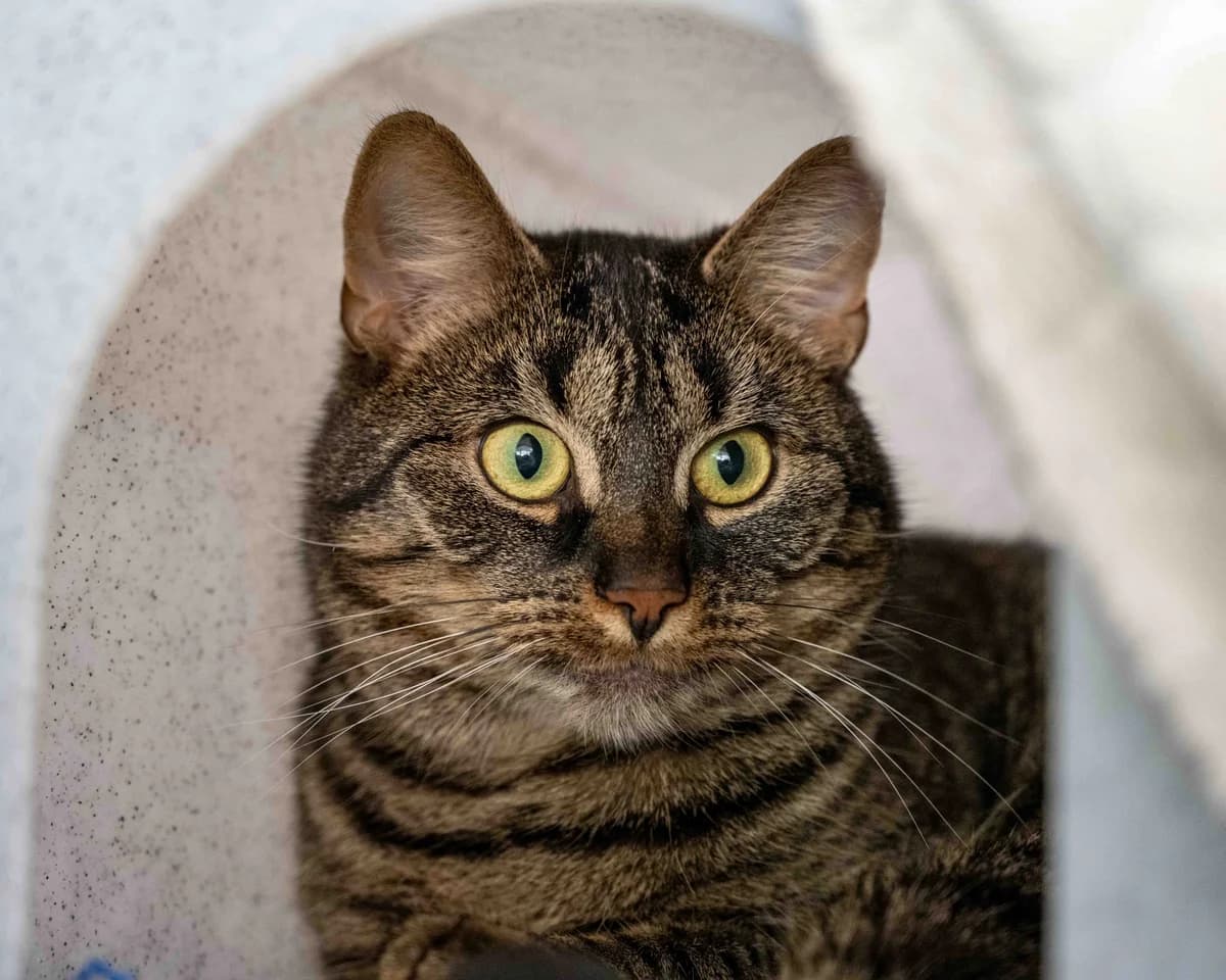 Maak kennis met Brink, Cypers male young European Shorthair for adoption at DOA Dierenasiel Amsterdam, Amsterdam