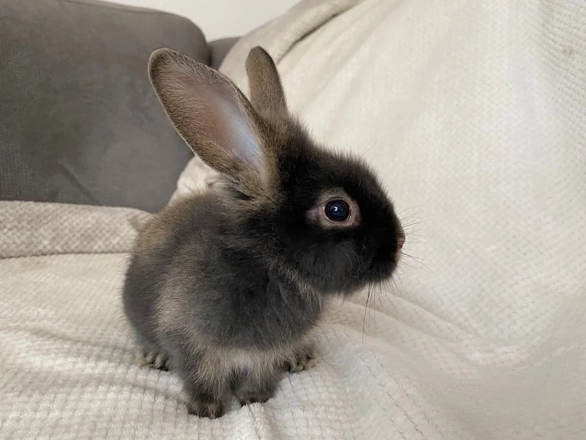Maak kennis met Bugs, Onbekend male mixed breed for adoption at DOA Dierenasiel Amsterdam, Amsterdam
