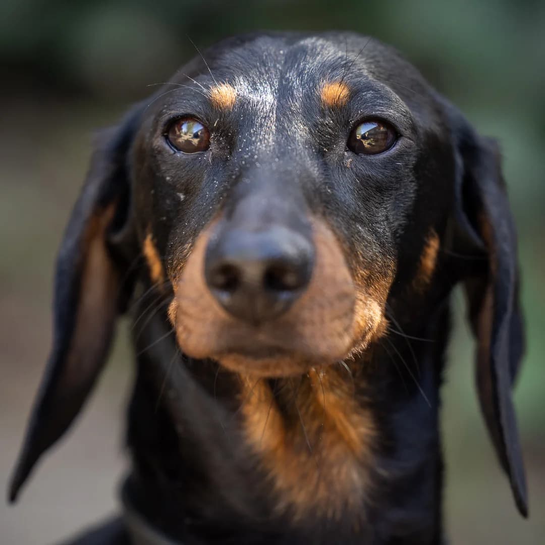 Donna, Black & Tan female young Dachshund for adoption at DOA Dierenasiel Amsterdam, Amsterdam