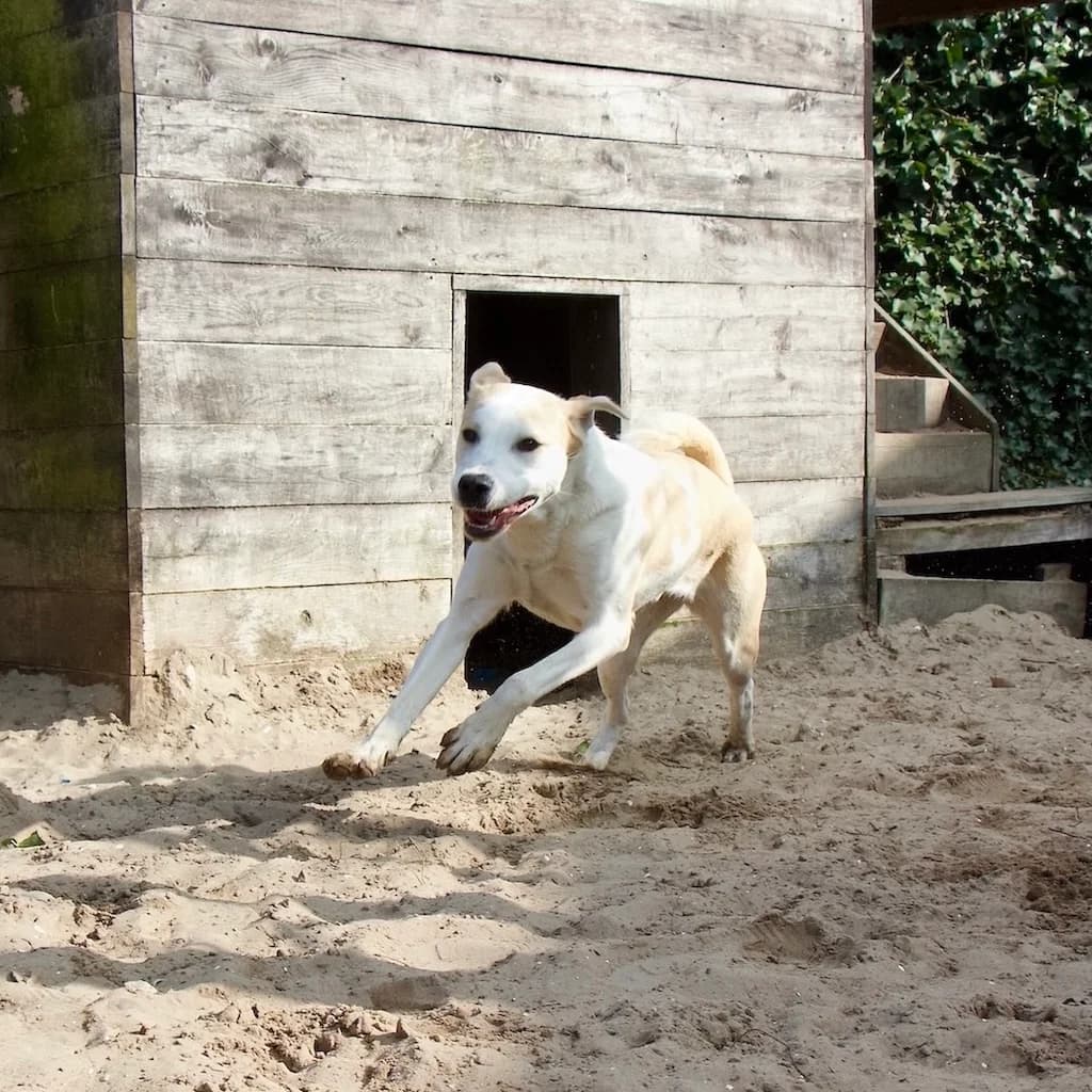 Flakey, Bruin-wit female mixed breed for adoption at DOA Dierenopvangcentrum Amsterdam, Amsterdam — photo 2 of 2