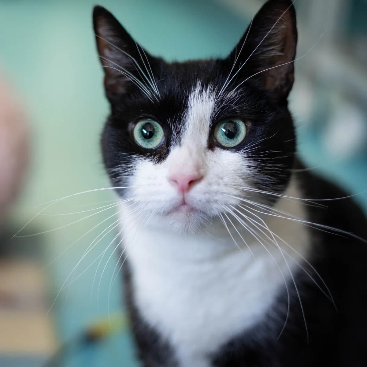 Floris, Zwart-wit male European Shorthair for adoption at DOA Dierenopvangcentrum Amsterdam, Amsterdam