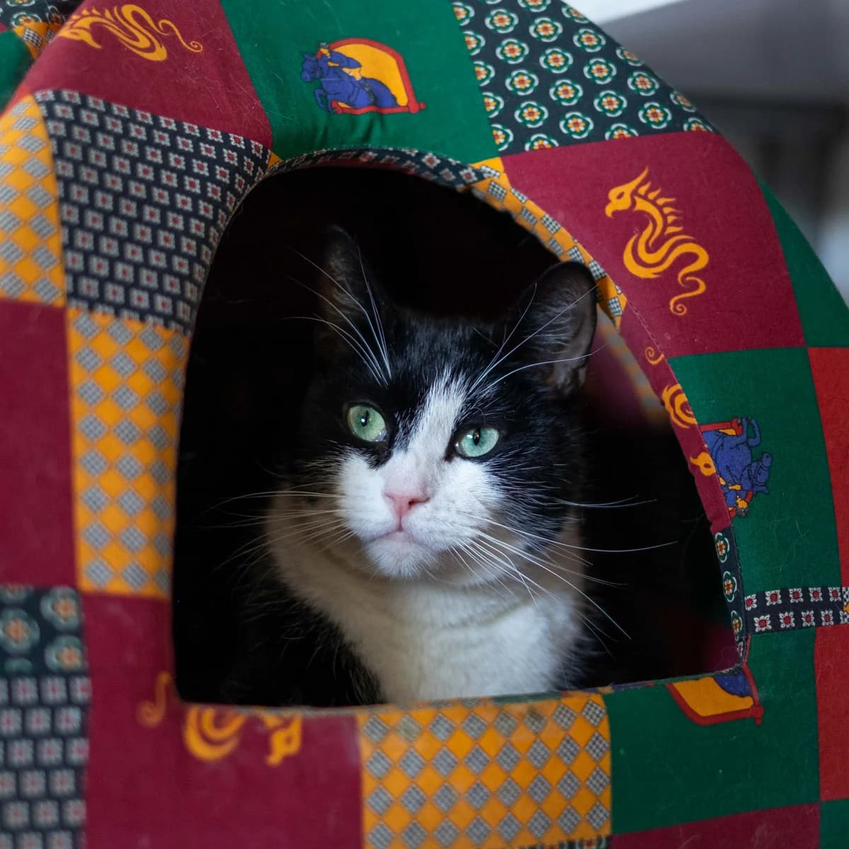 Floris, Zwart-wit male European Shorthair for adoption at DOA Dierenopvangcentrum Amsterdam, Amsterdam — photo 2 of 3