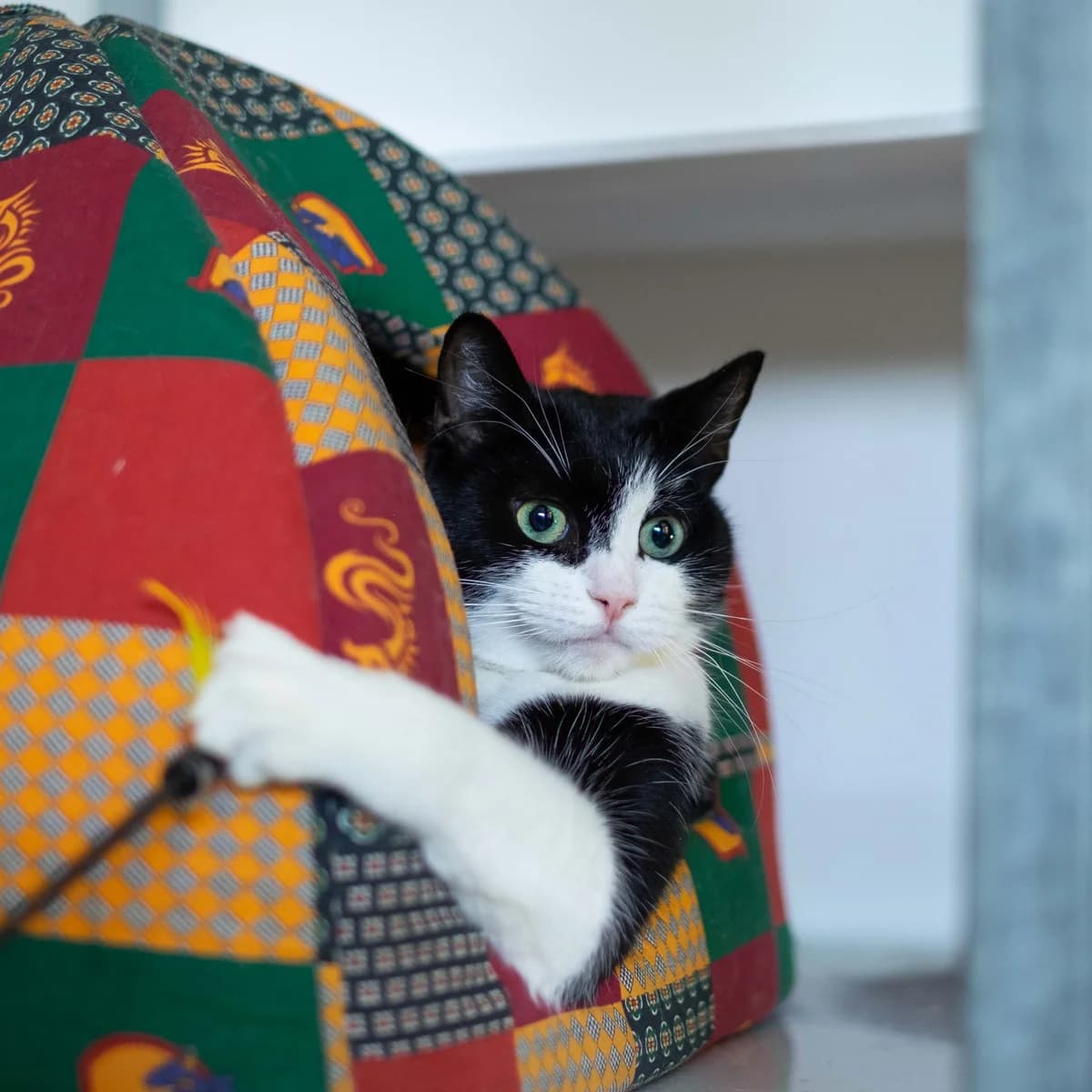 Floris, Zwart-wit male European Shorthair for adoption at DOA Dierenopvangcentrum Amsterdam, Amsterdam — photo 3 of 3