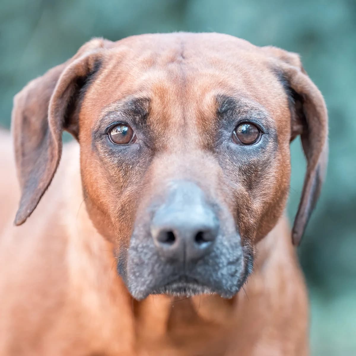 Grace, Roodbruin female 5yo Rhodesian Ridgeback for adoption at DOA Dierenasiel Amsterdam, Amsterdam