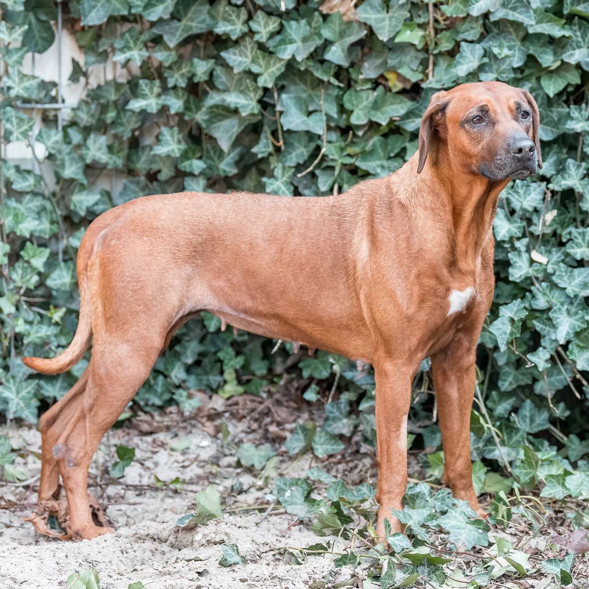 Grace, Roodbruin female Rhodesian Ridgeback for adoption at DOA Dierenopvangcentrum Amsterdam, Amsterdam — photo 2 of 3