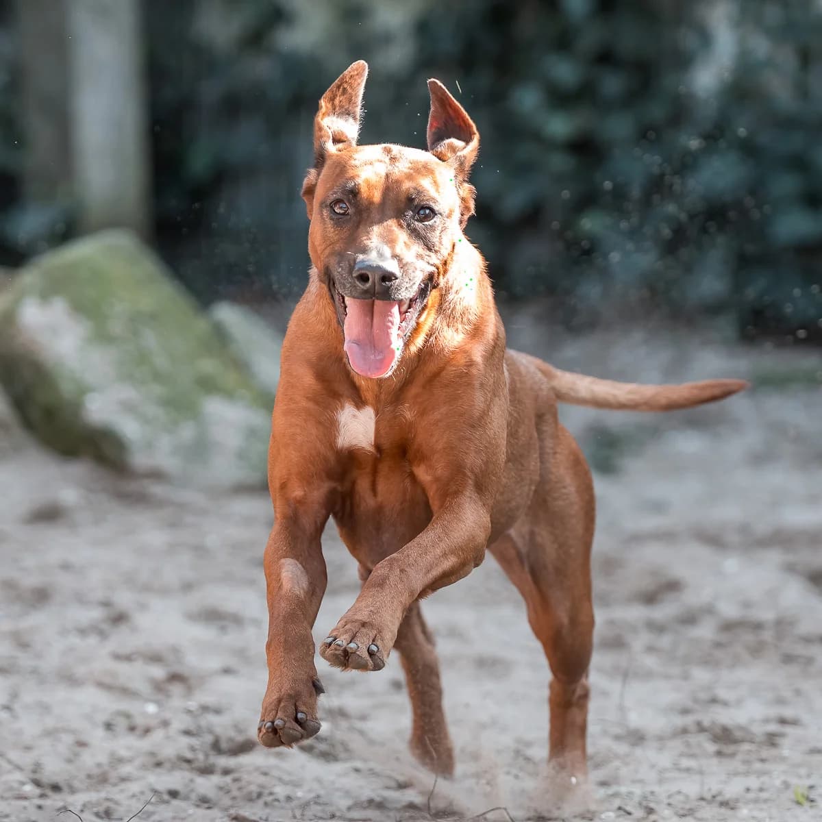 Grace, Roodbruin female Rhodesian Ridgeback for adoption at DOA Dierenopvangcentrum Amsterdam, Amsterdam — photo 3 of 3