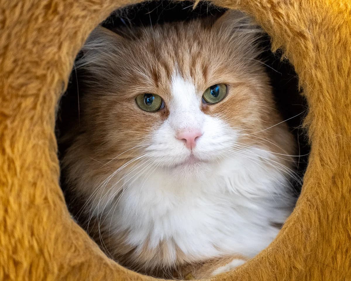 Norman, Rood-wit male mixed breed for adoption at DOA Dierenopvangcentrum Amsterdam, Amsterdam