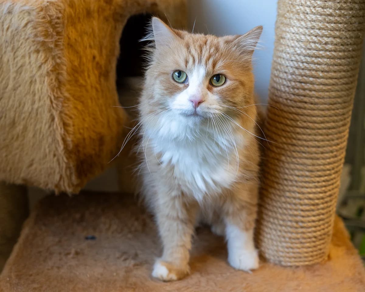 Norman, Rood-wit male mixed breed for adoption at DOA Dierenopvangcentrum Amsterdam, Amsterdam — photo 2 of 3