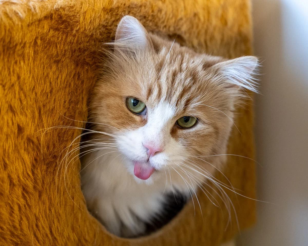 Norman, Rood-wit male mixed breed for adoption at DOA Dierenopvangcentrum Amsterdam, Amsterdam — photo 3 of 3