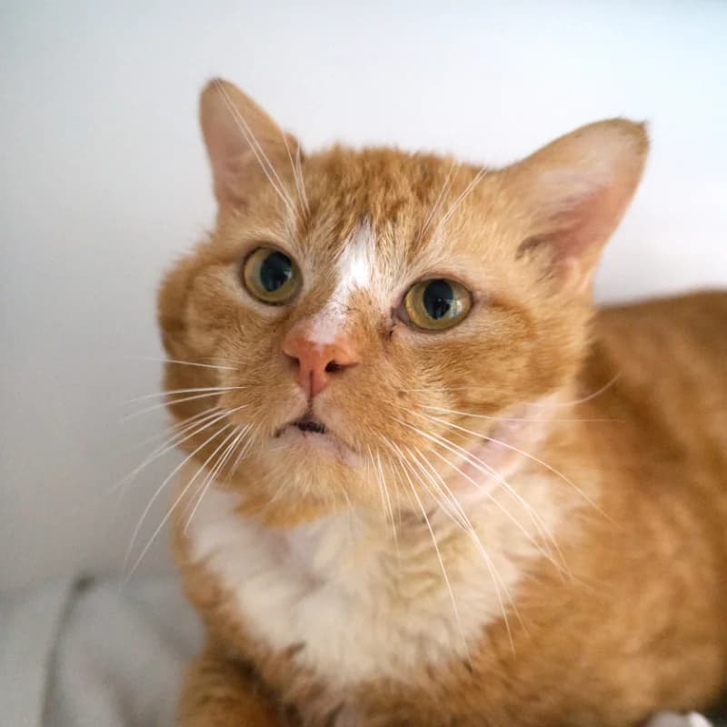 Poez, Rood-wit male 6yo European Shorthair for adoption at DOA Dierenasiel Amsterdam, Amsterdam