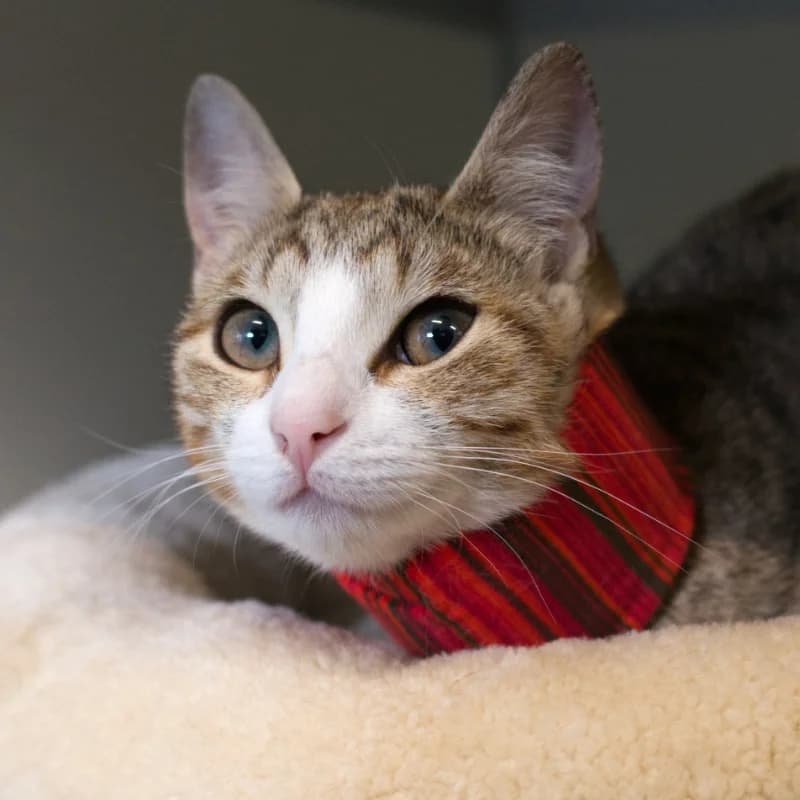 Sara, Cypersgrijs-wit female European Shorthair for adoption at DOA Dierenopvangcentrum Amsterdam, Amsterdam