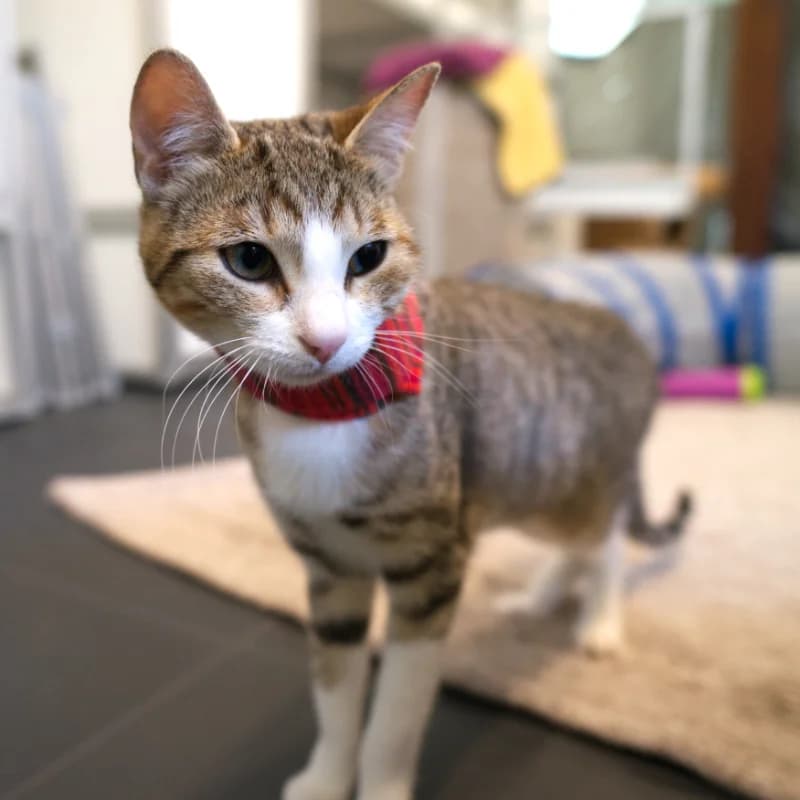 Sara, Cypersgrijs-wit female European Shorthair for adoption at DOA Dierenopvangcentrum Amsterdam, Amsterdam — photo 2 of 3