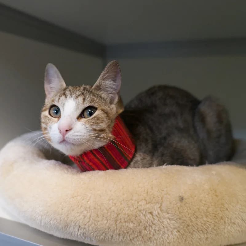 Sara, Cypersgrijs-wit female European Shorthair for adoption at DOA Dierenopvangcentrum Amsterdam, Amsterdam — photo 3 of 3