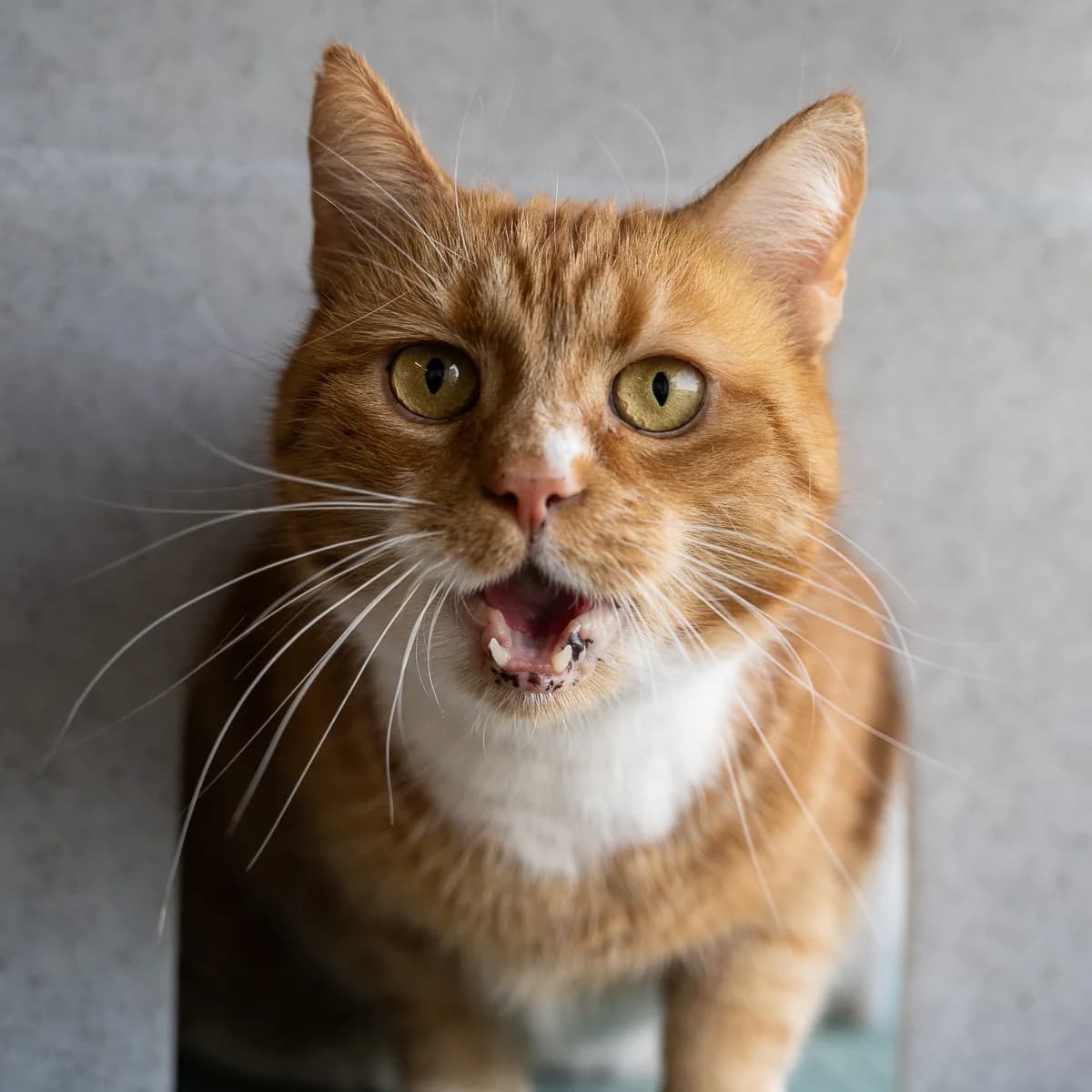 Syra, Rood female European Shorthair for adoption at DOA Dierenopvangcentrum Amsterdam, Amsterdam — photo 2 of 3