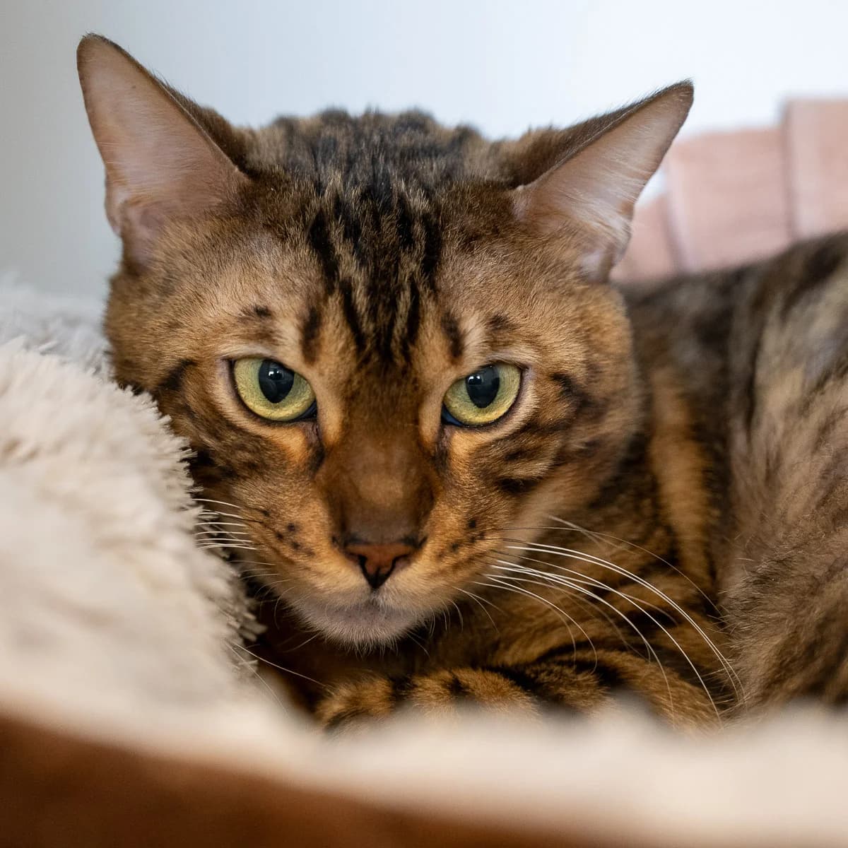 Tjemp, Black tabby rosetted male young Bengal for adoption at DOA Dierenasiel Amsterdam, Amsterdam
