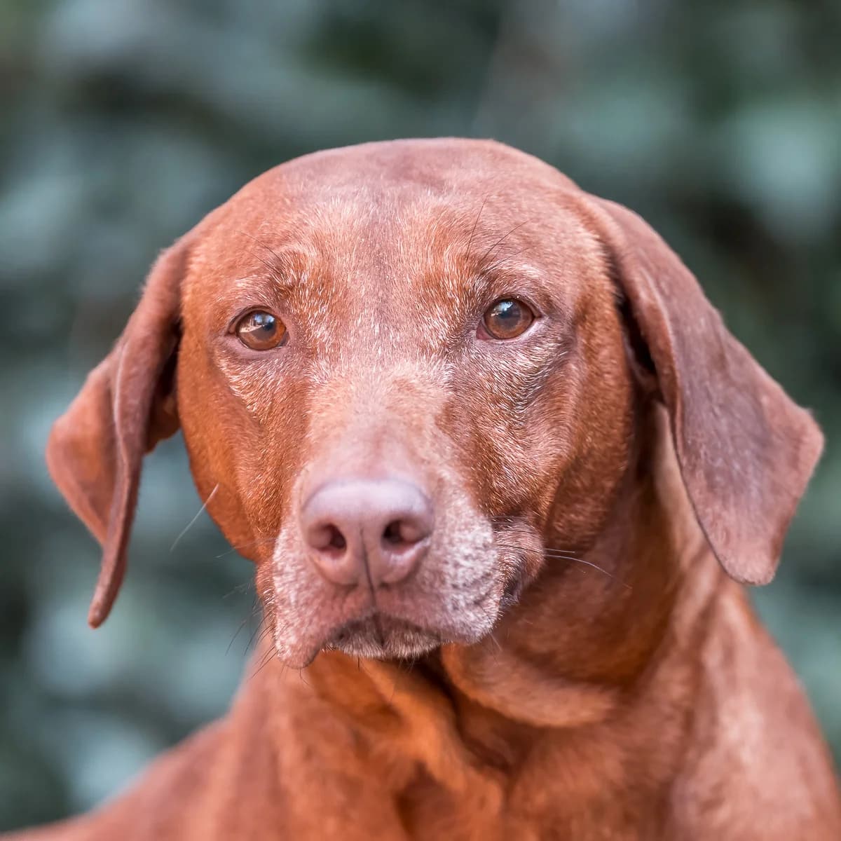 Zorah, Roodbruin female 7yo Rhodesian Ridgeback for adoption at DOA Dierenasiel Amsterdam, Amsterdam