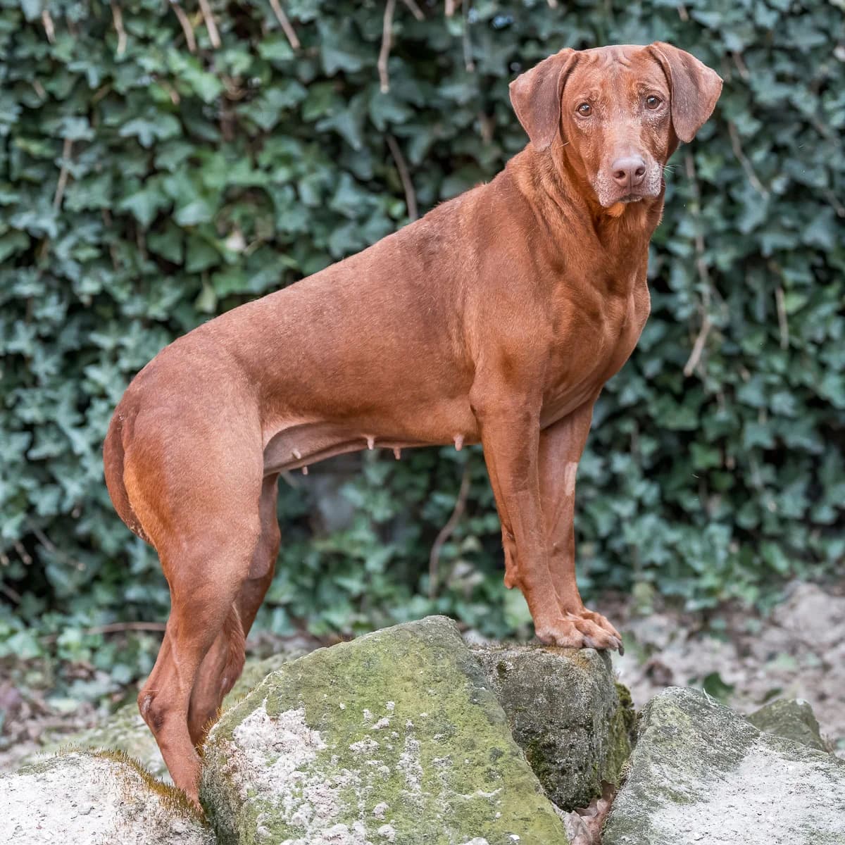 Zorah, Roodbruin female Rhodesian Ridgeback for adoption at DOA Dierenopvangcentrum Amsterdam, Amsterdam — photo 2 of 3