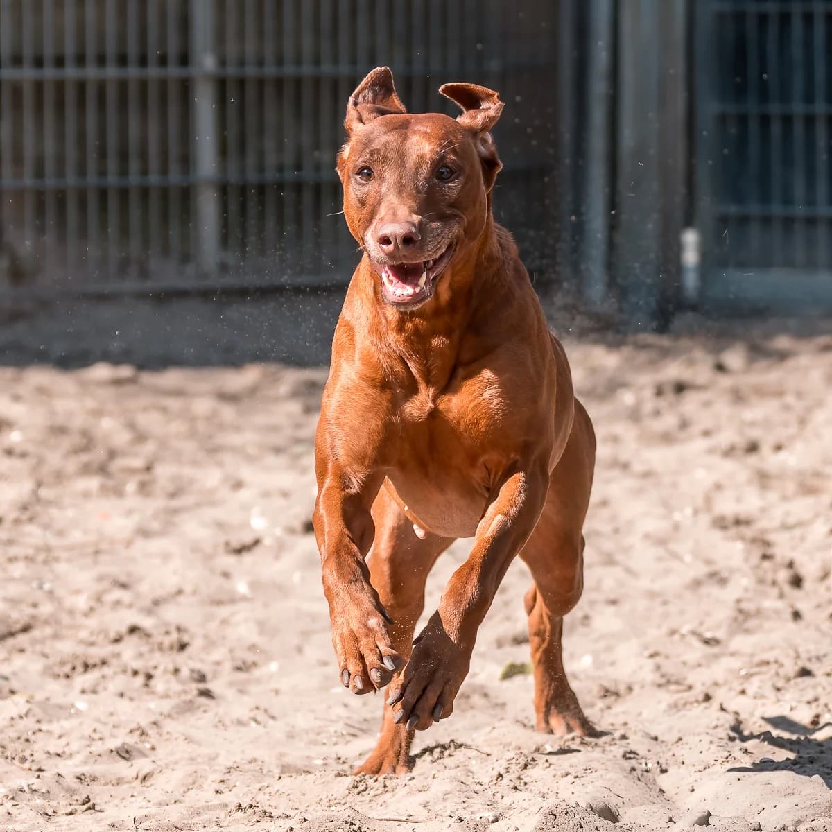 Zorah, Roodbruin female Rhodesian Ridgeback for adoption at DOA Dierenopvangcentrum Amsterdam, Amsterdam — photo 3 of 3