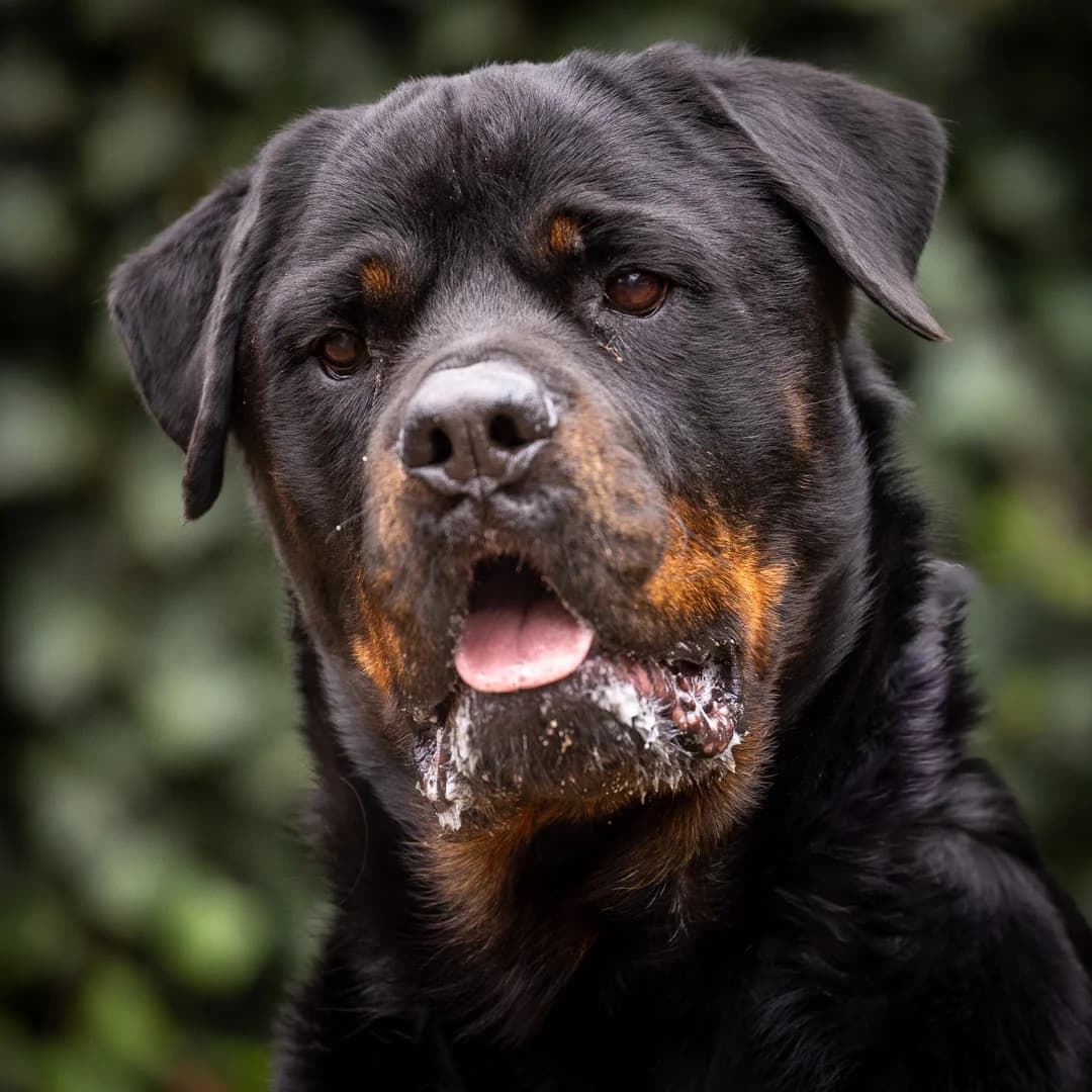 Joep, Black & Tan male senior Rottweiler for adoption at DOA Dierenasiel Amsterdam, Amsterdam
