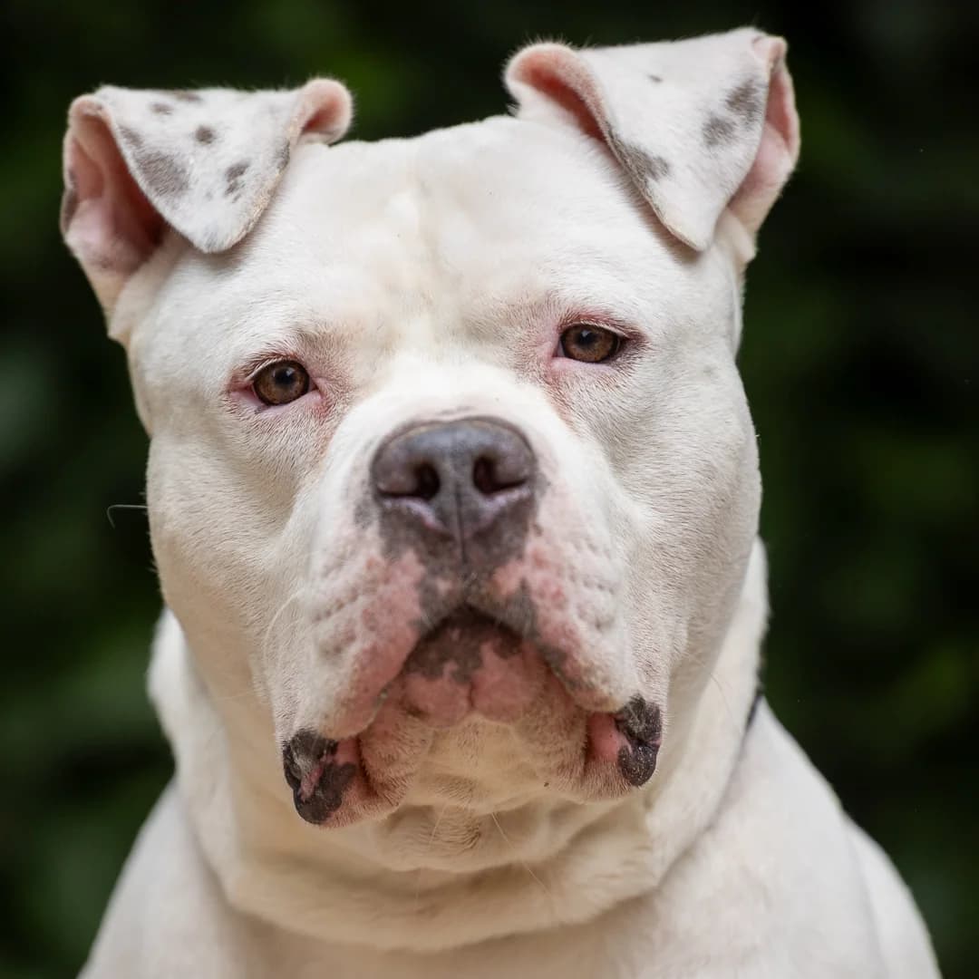 Baloe, Wit-zwart male 4yo mixed breed for adoption at DOA Dierenasiel Amsterdam, Amsterdam