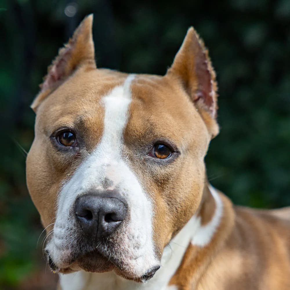 Bambi, Bruin-wit male young Staffordshire Bull Terrier for adoption at DOA Dierenasiel Amsterdam, Amsterdam