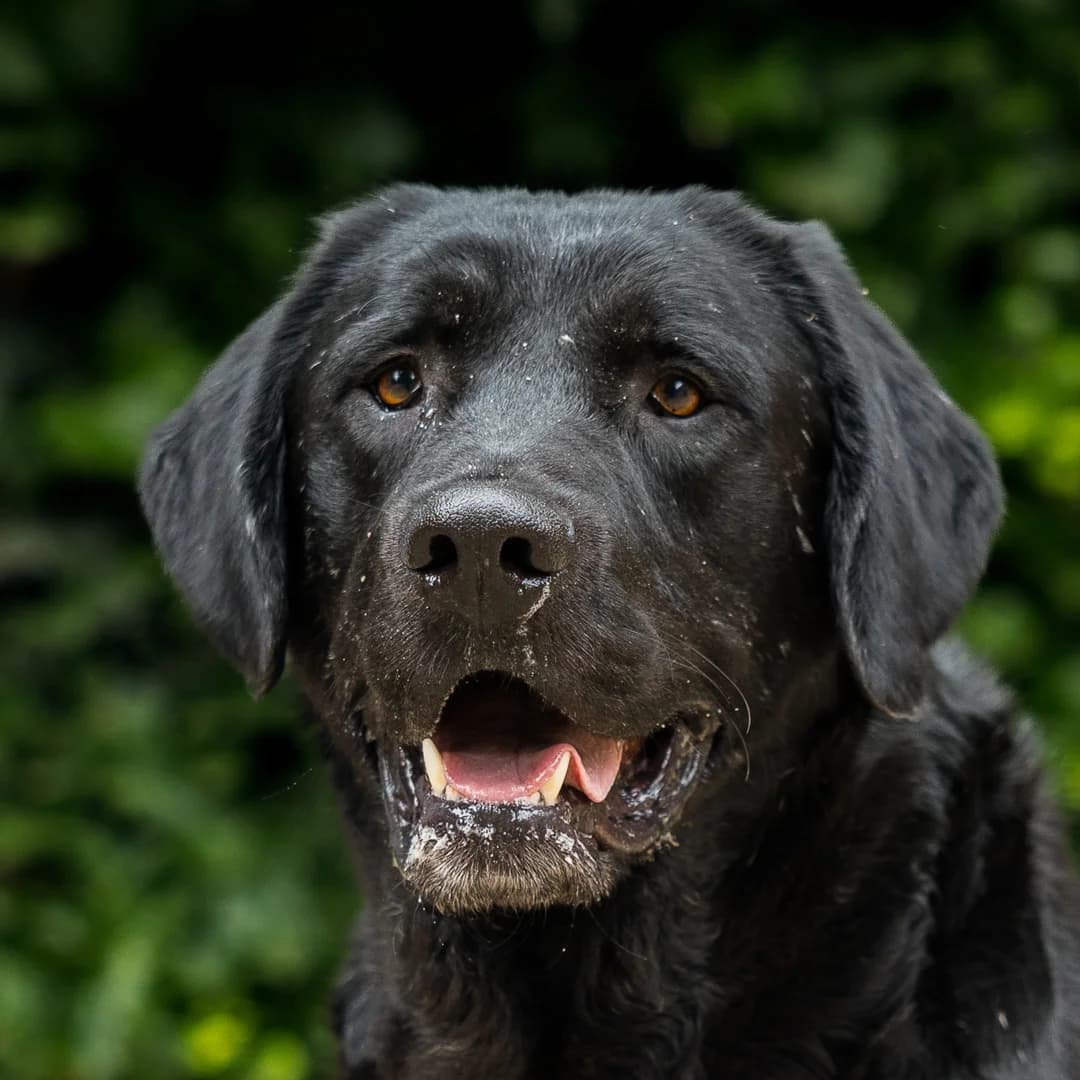 Bipp, Zwart male Labrador Retriever for adoption at DOA Dierenasiel Amsterdam, Amsterdam