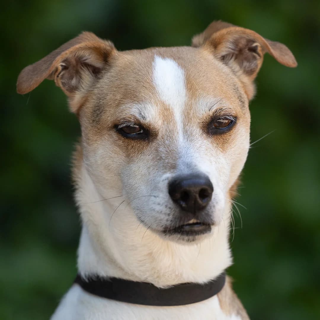 Bob, 3-kleur male 6yo mixed breed for adoption at DOA Dierenasiel Amsterdam, Amsterdam