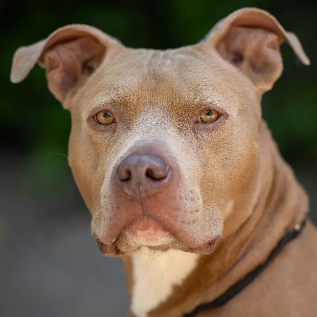 Bobo, Bruin-wit male 5yo Pit Bull Terrier for adoption at DOA Dierenasiel Amsterdam, Amsterdam