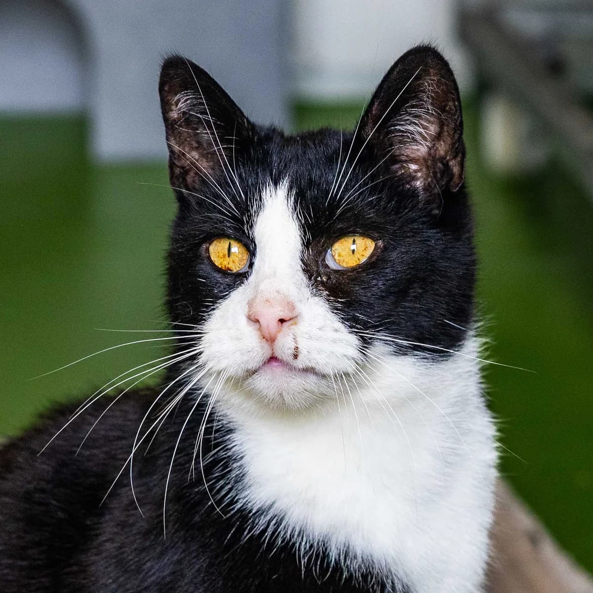 Bollie, Onbekend male senior European Shorthair for adoption at DOA Dierenasiel Amsterdam, Amsterdam