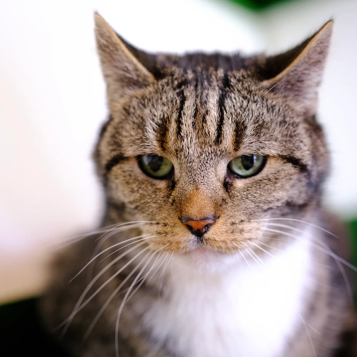 Buddy, Cypers-wit male senior European Shorthair for adoption at DOA Dierenasiel Amsterdam, Amsterdam