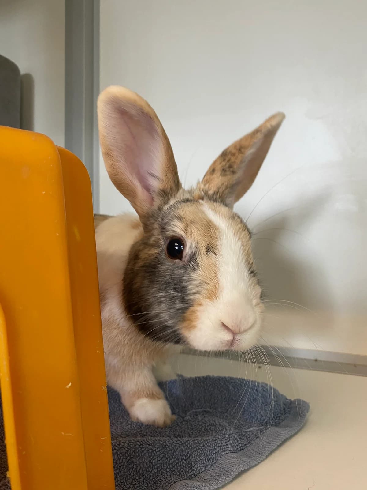 Spekje, Zwart male young mixed breed for adoption at DOA Dierenasiel Amsterdam, Amsterdam