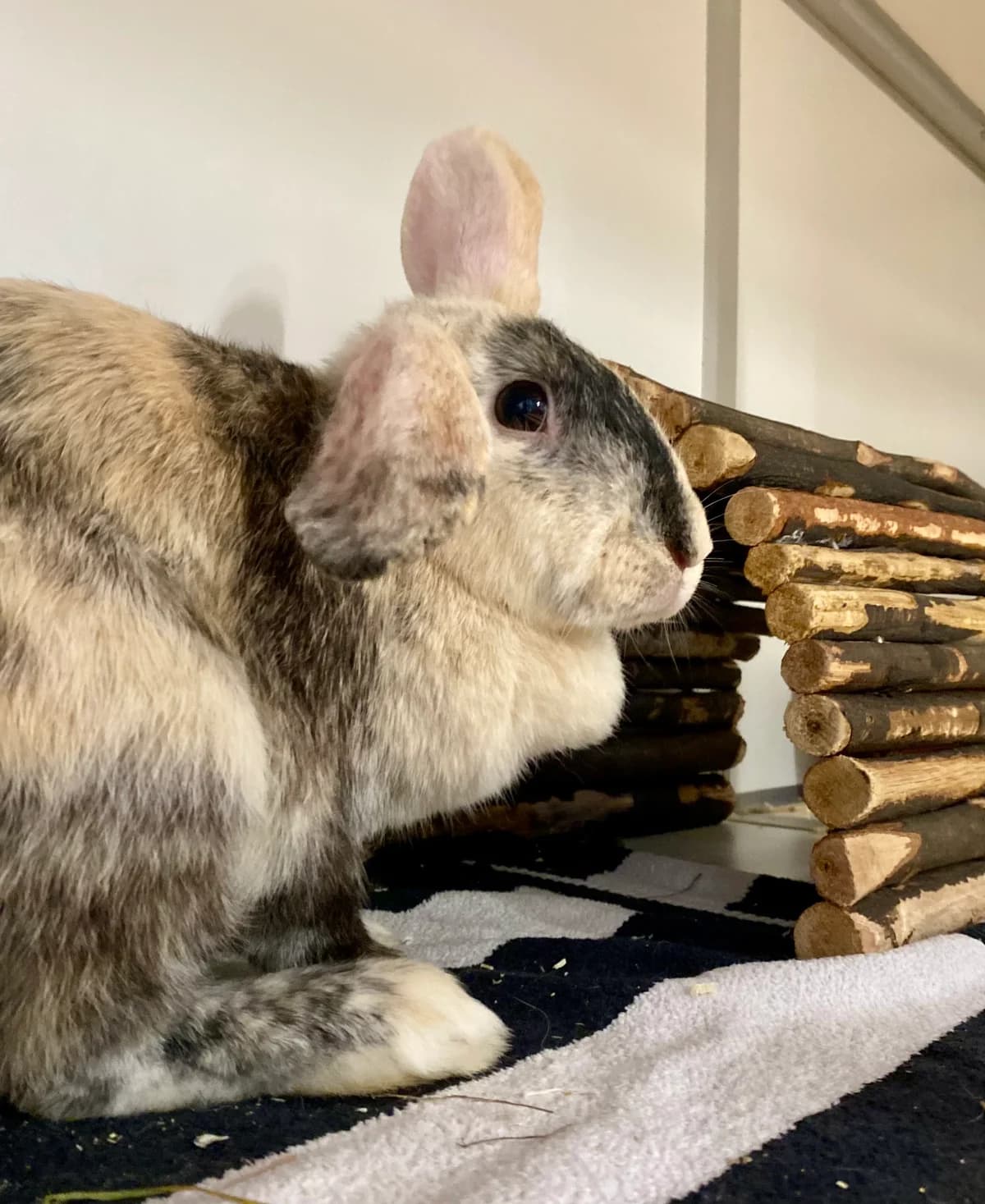Ciabatta, Beige-zwart female mixed breed for adoption at DOA Dierenasiel Amsterdam, Amsterdam