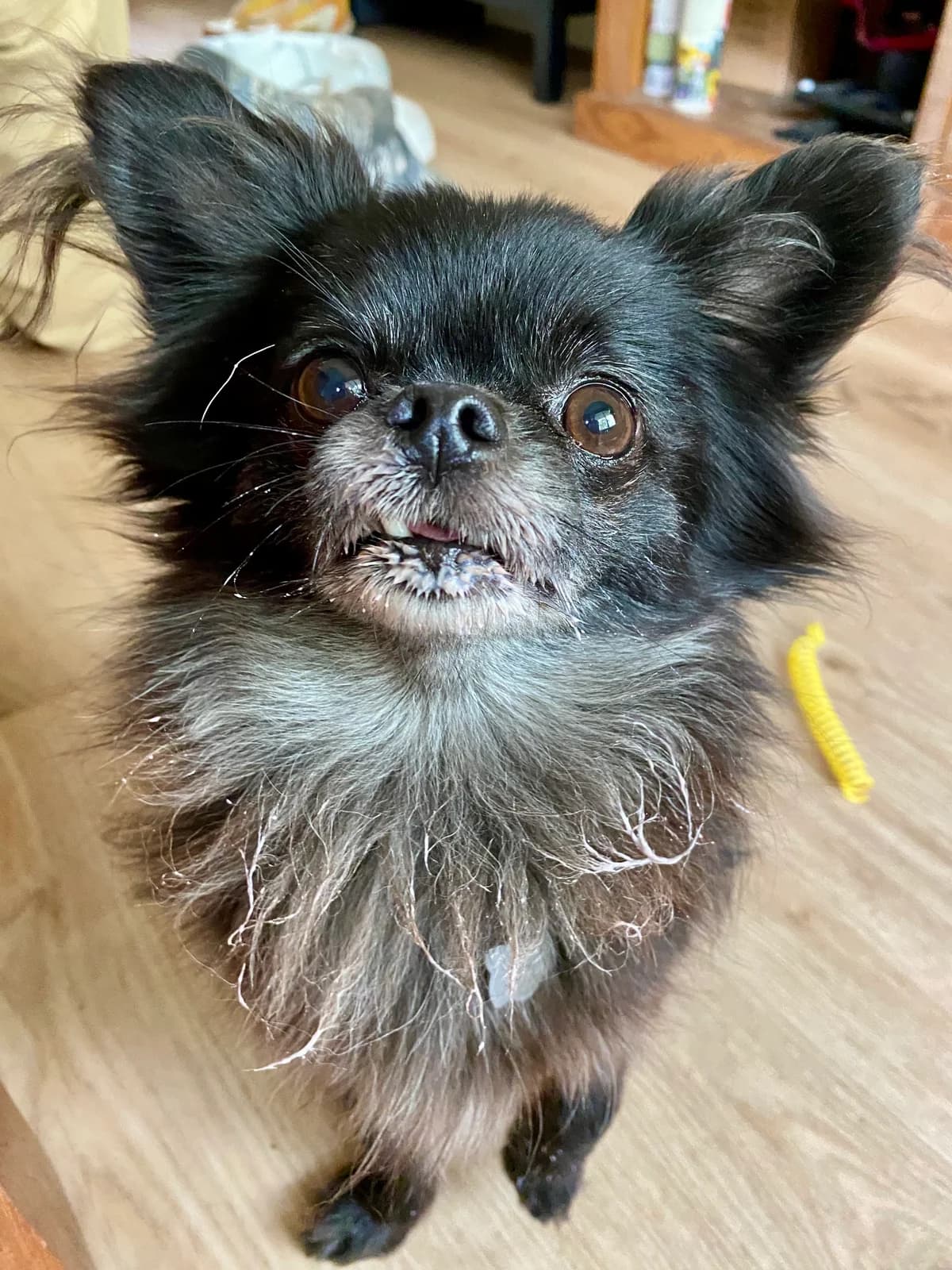 Crispy, Zwart-bruin male 3yo Chihuahua for adoption at DOA Dierenasiel Amsterdam, Amsterdam