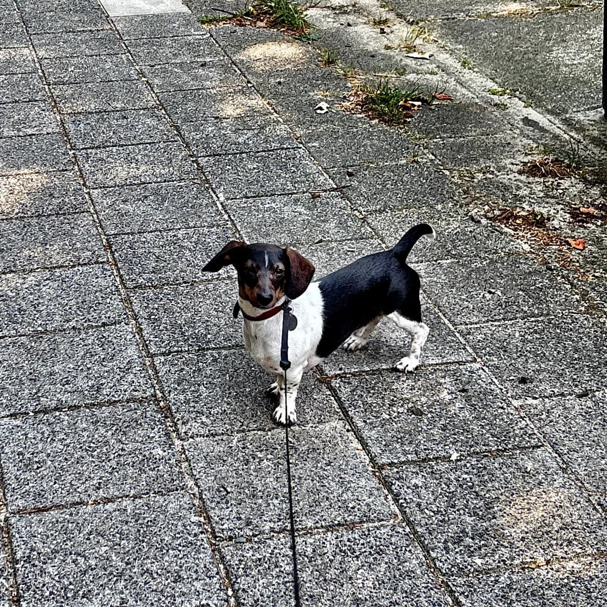 Diesel, 3-kleur male young Dachshund for adoption at DOA Dierenasiel Amsterdam, Amsterdam