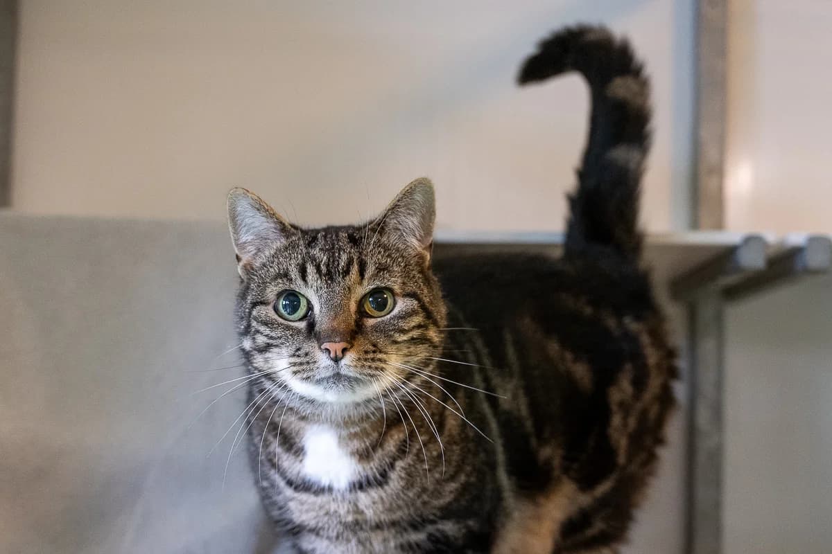 Dinges, Cypers male senior European Shorthair for adoption at DOA Dierenasiel Amsterdam, Amsterdam