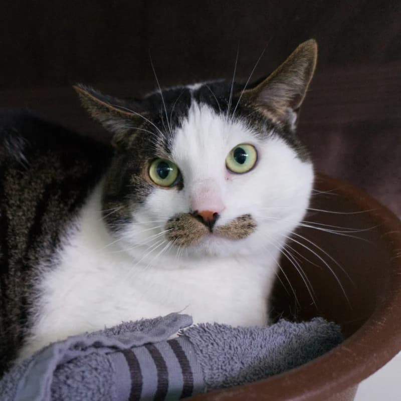 Domino, Cypersgrijs-wit male young European Shorthair for adoption at DOA Dierenasiel Amsterdam, Amsterdam