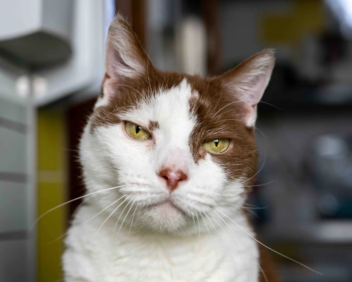 Duplo, Bruin-wit male 4yo European Shorthair for adoption at DOA Dierenasiel Amsterdam, Amsterdam
