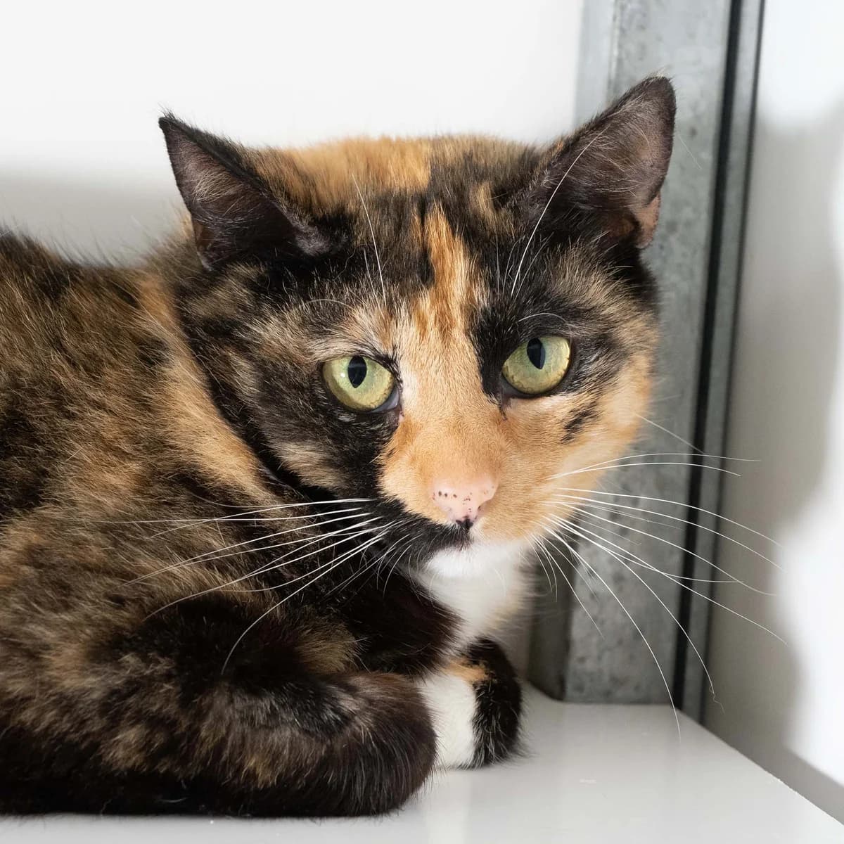 Emma, Schildpad-wit female 4yo European Shorthair for adoption at DOA Dierenasiel Amsterdam, Amsterdam