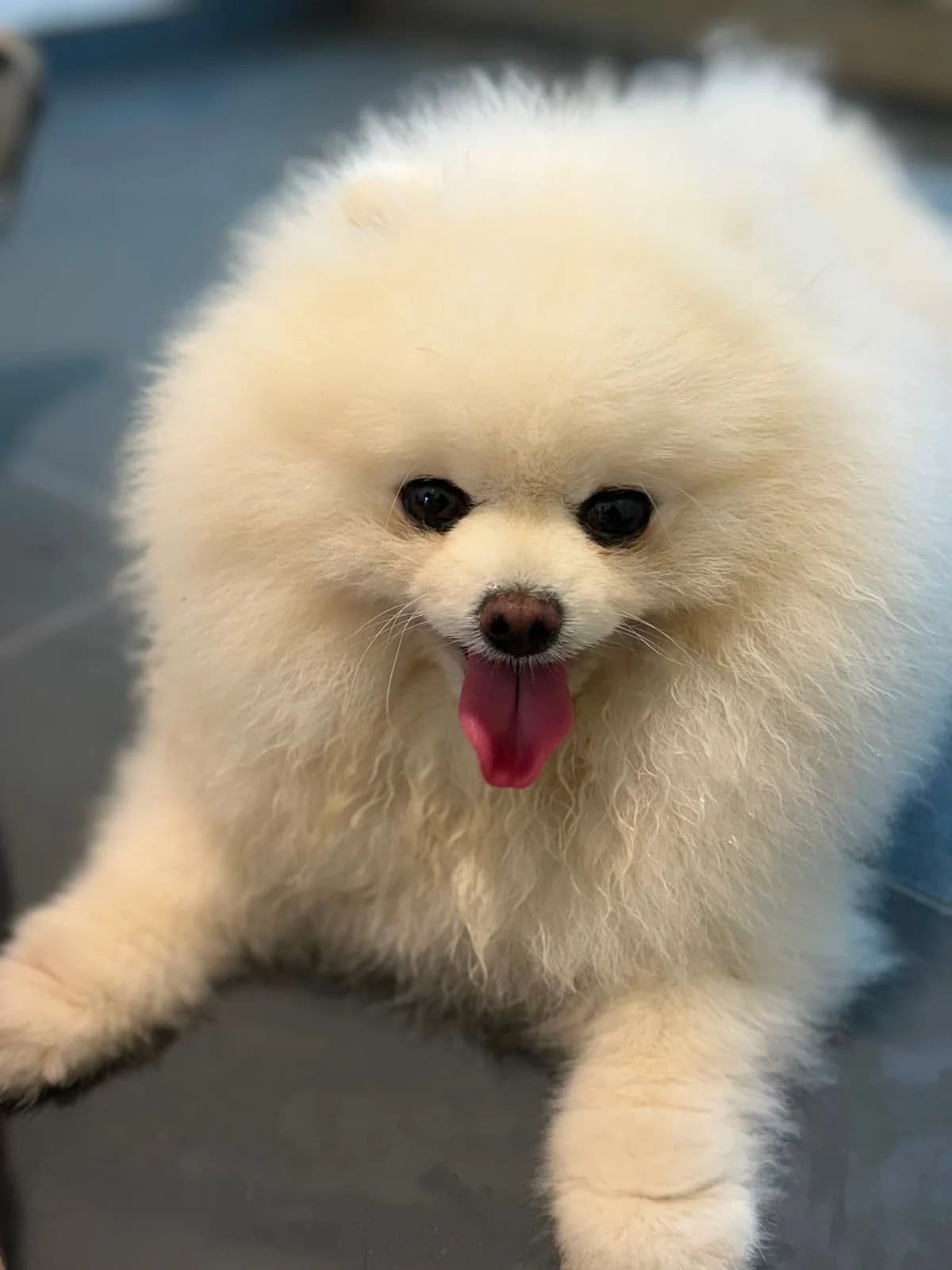 Erik, Wit male 6yo Pomeranian for adoption at DOA Dierenasiel Amsterdam, Amsterdam