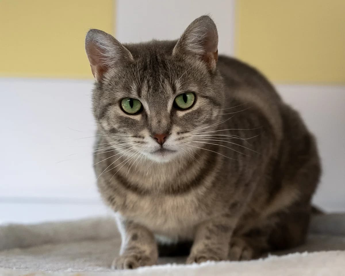 Figgy, Cypers female young European Shorthair for adoption at DOA Dierenasiel Amsterdam, Amsterdam