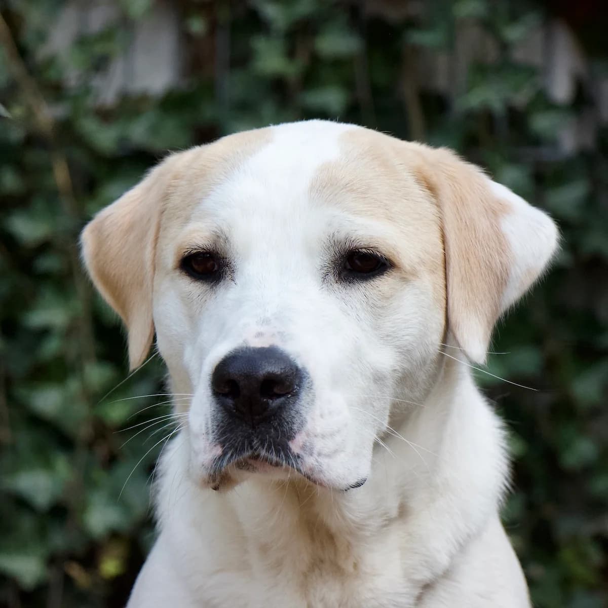 Flakey, Bruin-wit female mixed breed for adoption at DOA Dierenasiel Amsterdam, Amsterdam