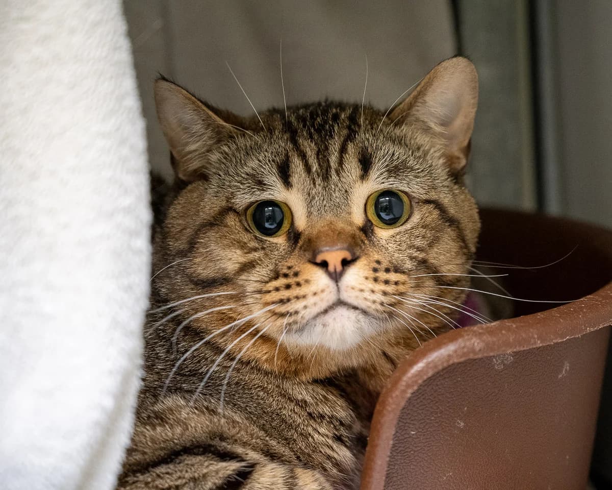 Frenkie, Cypers male European Shorthair for adoption at DOA Dierenasiel Amsterdam, Amsterdam