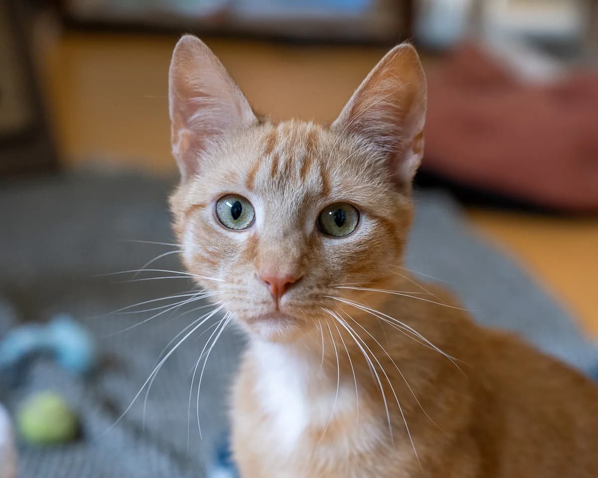 Ginger, Rood male young European Shorthair for adoption at DOA Dierenasiel Amsterdam, Amsterdam