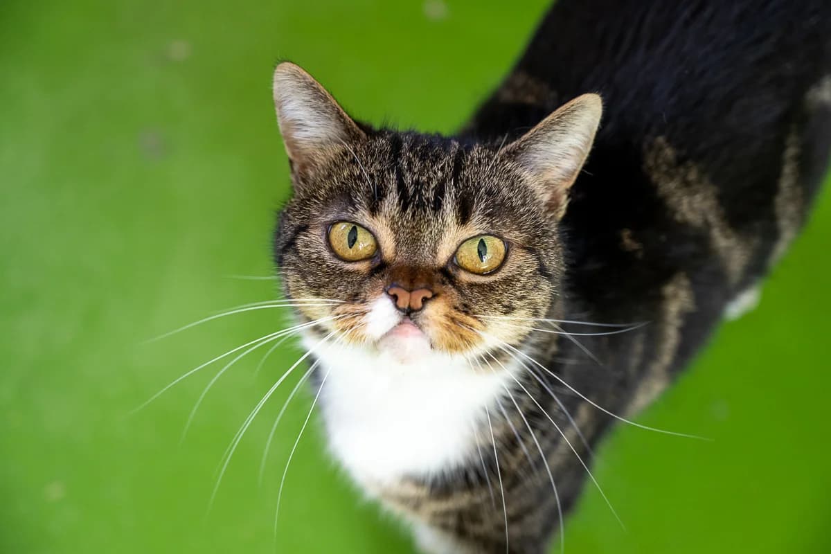 Gizmo, Cypers-wit female senior European Shorthair for adoption at DOA Dierenasiel Amsterdam, Amsterdam