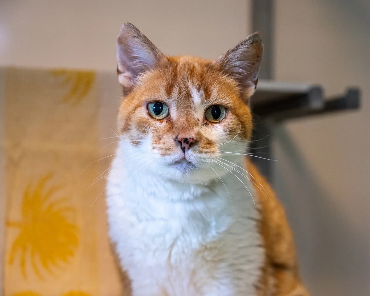 Jan-Paul, Rood-wit male senior European Shorthair for adoption at DOA Dierenasiel Amsterdam, Amsterdam