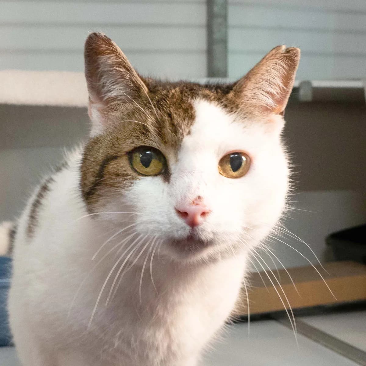 Karel, Wit-bruin male senior European Shorthair for adoption at DOA Dierenasiel Amsterdam, Amsterdam