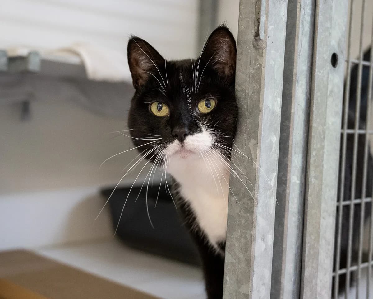 Kosika, Zwart-wit female senior European Shorthair for adoption at DOA Dierenasiel Amsterdam, Amsterdam