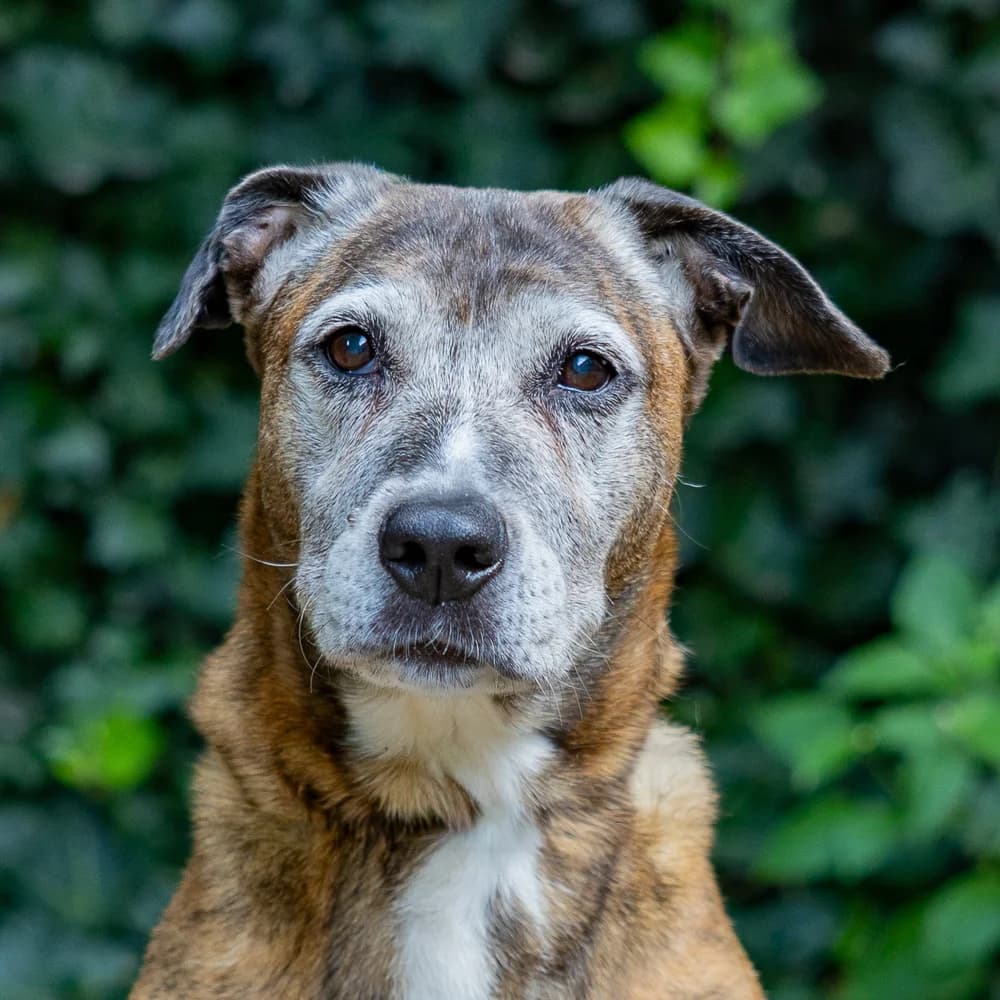 Lilo, Gestroomd female Staffordshire Bull Terrier for adoption at DOA Dierenasiel Amsterdam, Amsterdam