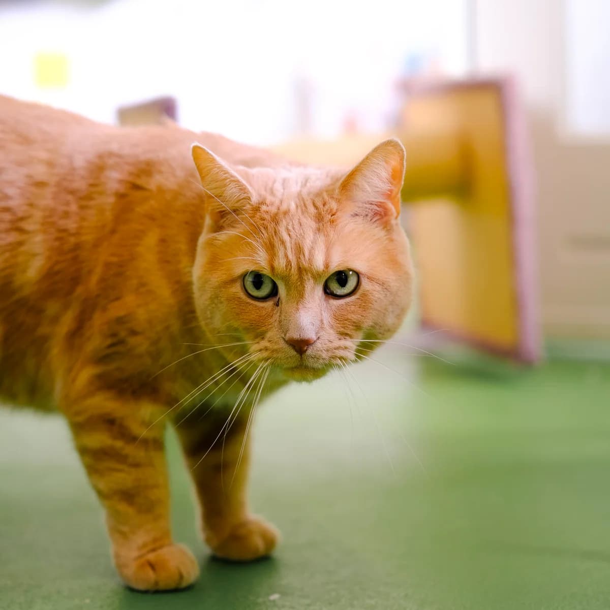 Lio, Rood male 4yo Ragdoll for adoption at DOA Dierenasiel Amsterdam, Amsterdam